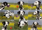 10 Collage